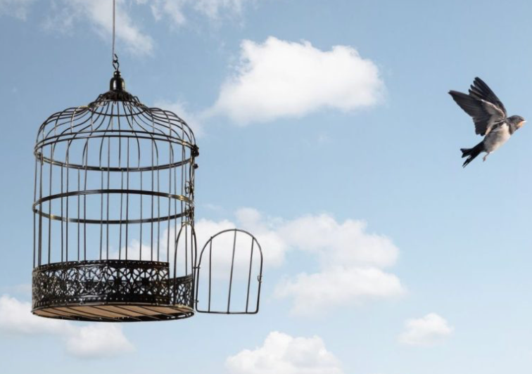 Libération cage